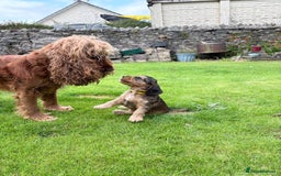 Cocker Spaniel dogs for sale: Adorable Sable Cocker Spaniel Puppies  - Image 8