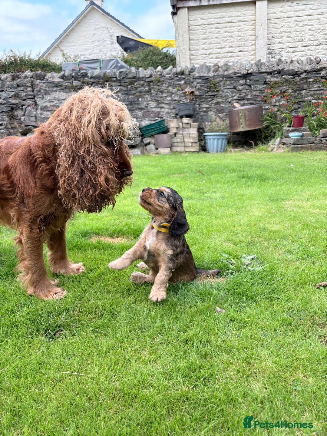Cocker Spaniel dogs for sale: Adorable Sable Cocker Spaniel Puppies  - Image 8