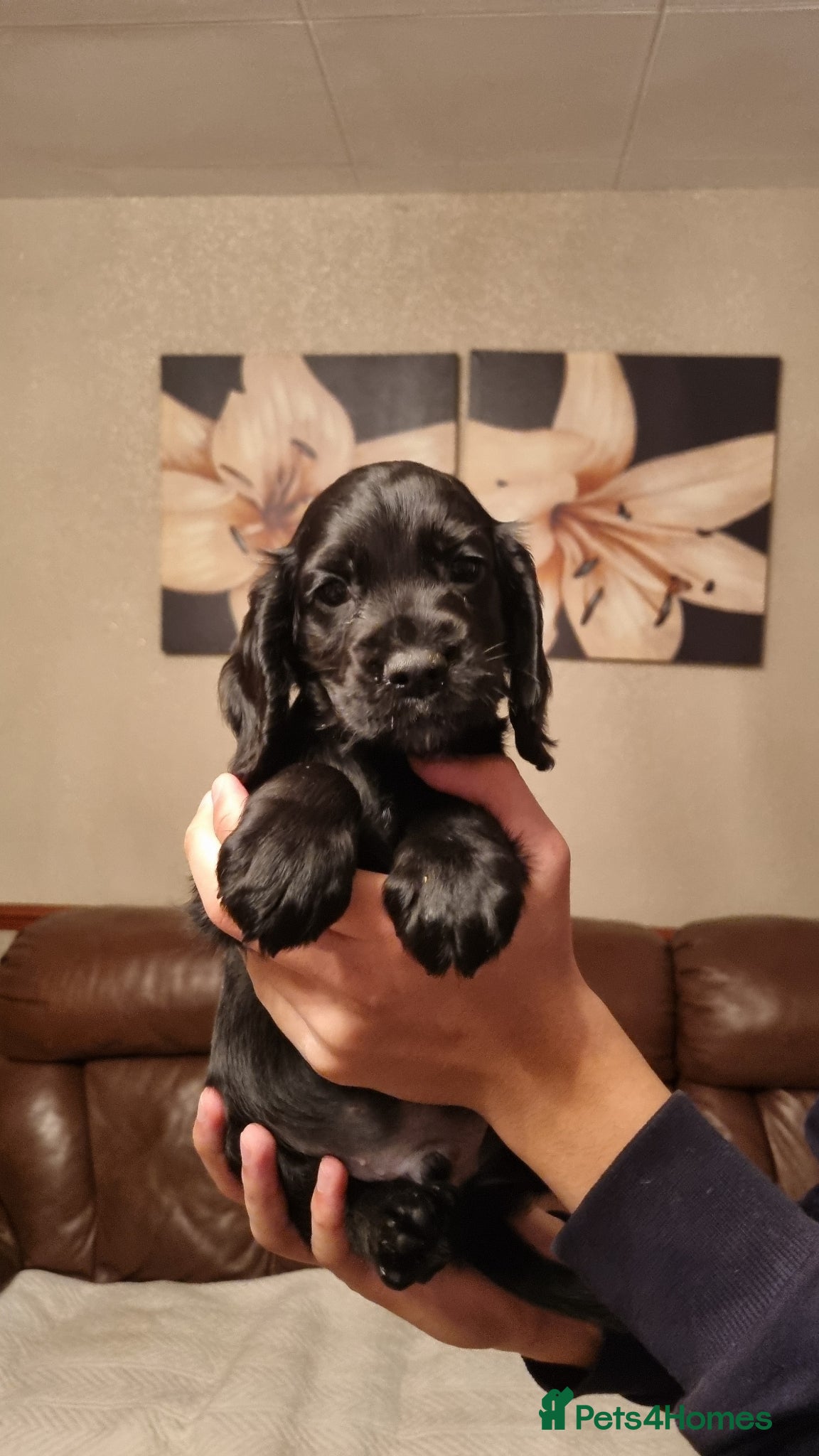 Cocker Spaniel dogs 3 boys left. Cocker Spaniel Puppies for Sale 🐾  - Advert 2