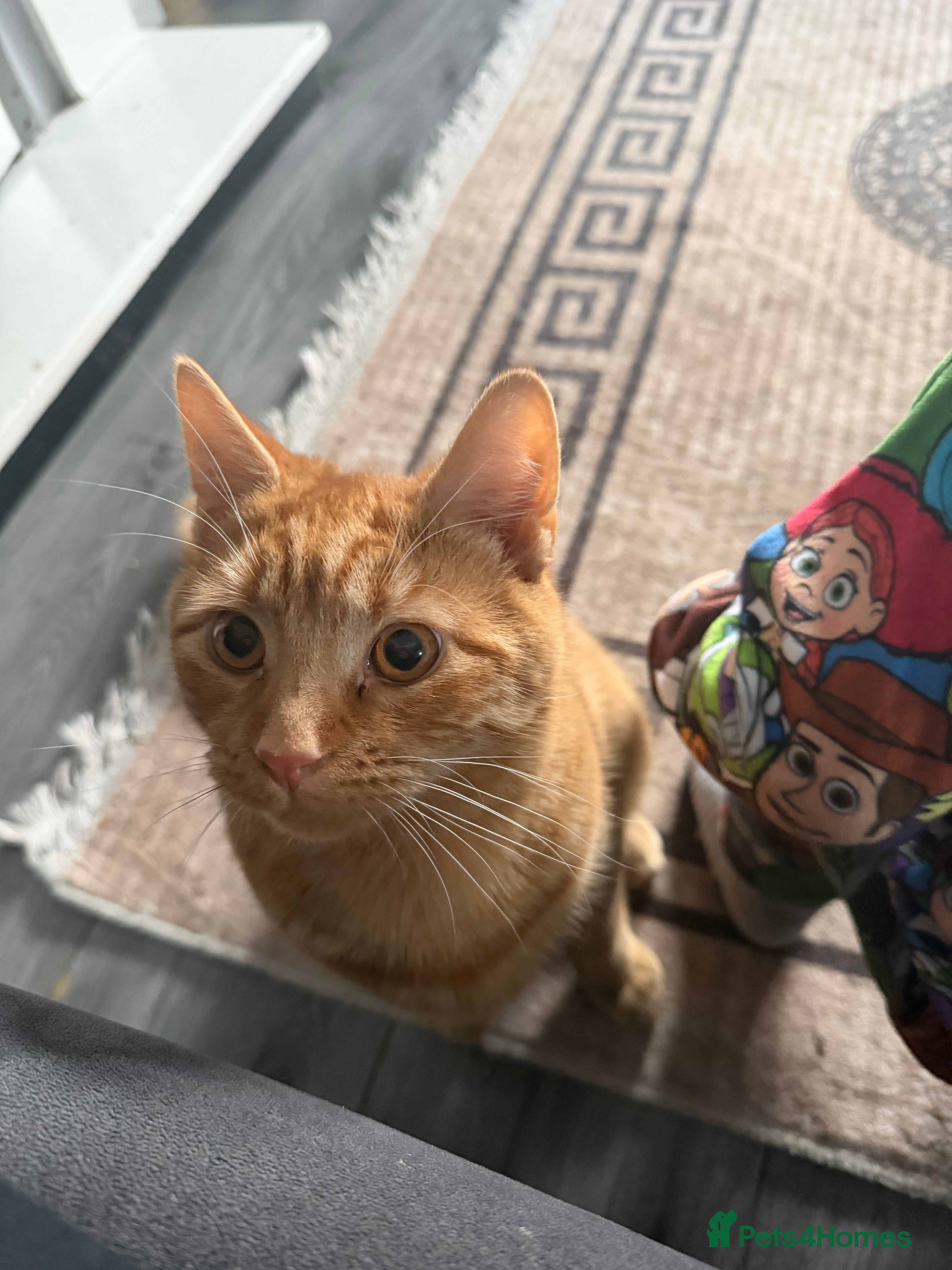 Mixed Breed cats Male cat for sale  - Advert 13