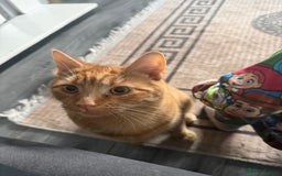 Mixed Breed cats for sale: Male cat for sale  - Advert 1