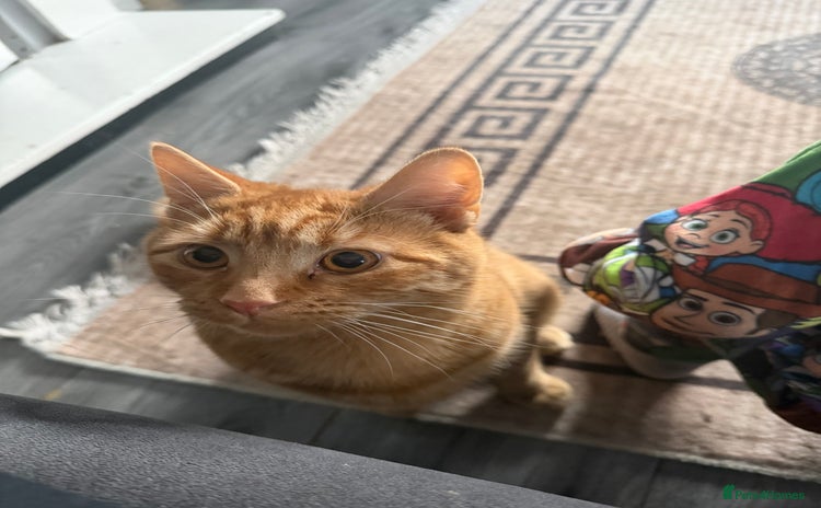 Mixed Breed cats Male cat for sale  - Advert 1