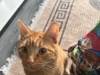 Mixed Breed cats for sale: Male cat for sale - Advert 1