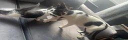 Mixed Breed cats for sale: Beautiful mix of grey, black and white kittens  - Advert 27