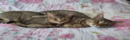 Mixed Breed cats for sale: 2 beautiful cats looking for a loving home in Saint Austell - Advert 1