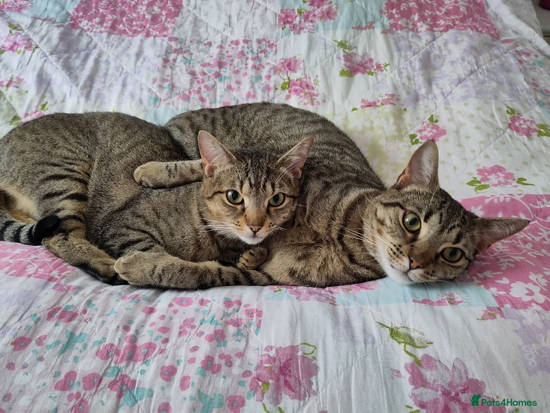Mixed Breed cats for sale: 2 beautiful cats looking for a loving home in Saint Austell - Advert 1