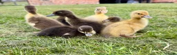 Ducks poultry for sale: Indian runner ducklings - Advert 4