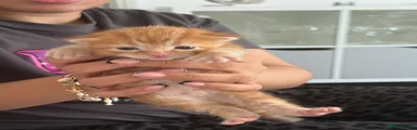 Ginger 