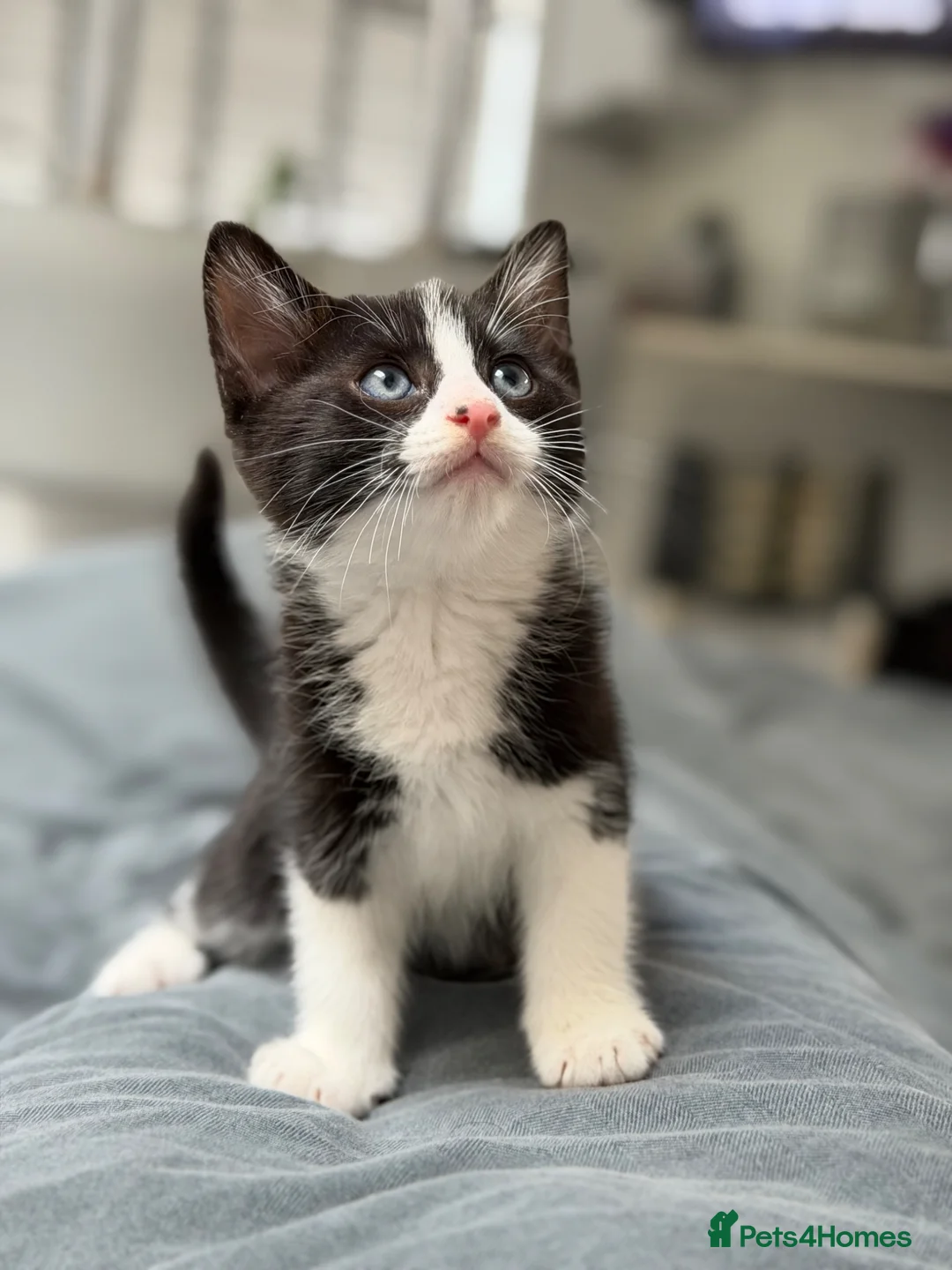 British Shorthair cats for sale: 2 boy British shorthairs  - Advert 2