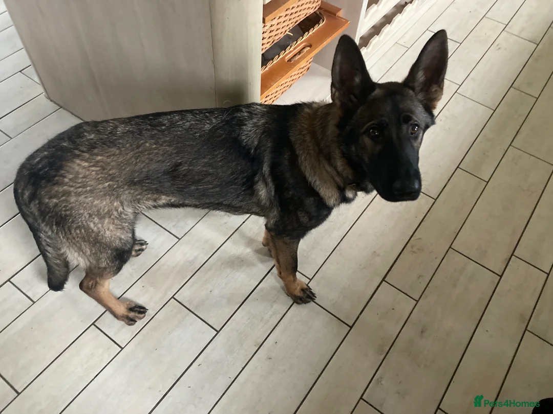 German Shepherd dogs for sale: Maggie - Advert 1
