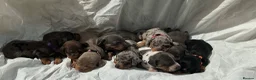 Miniature Dachshund dogs for sale: True Miniature dachshund last boy last girl  - Advert 13