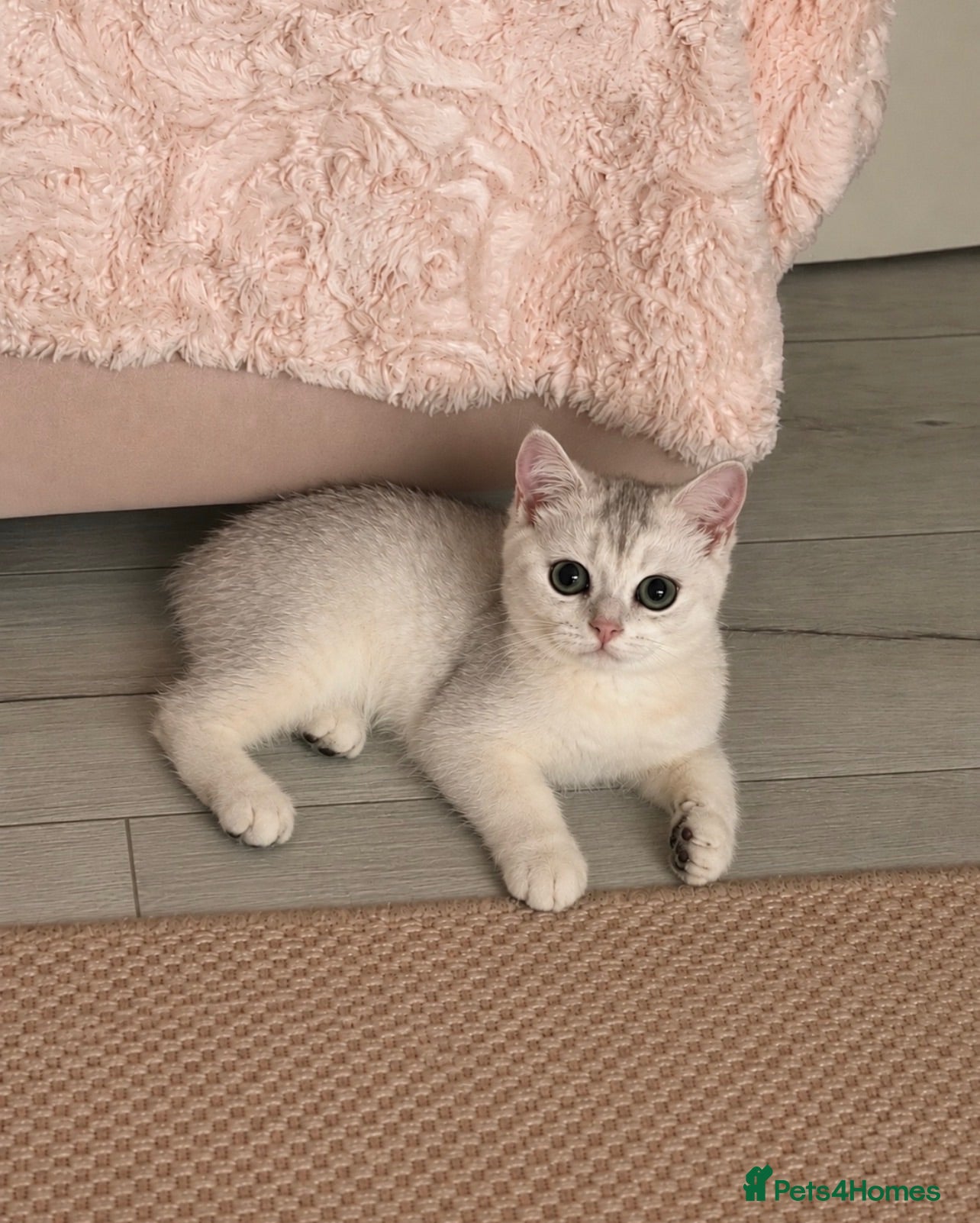 British Shorthair cats Gorgeous British Short Hair Kittens  - Advert 1