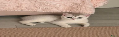 British Shorthair 2
