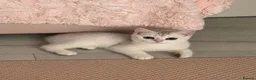 British Shorthair cats for sale: Gorgeous British Short Hair Kittens  in London - Advert 1
