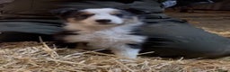 Mixed Breed dogs for sale: 4 collie x welsh collie pups  - Advert 2