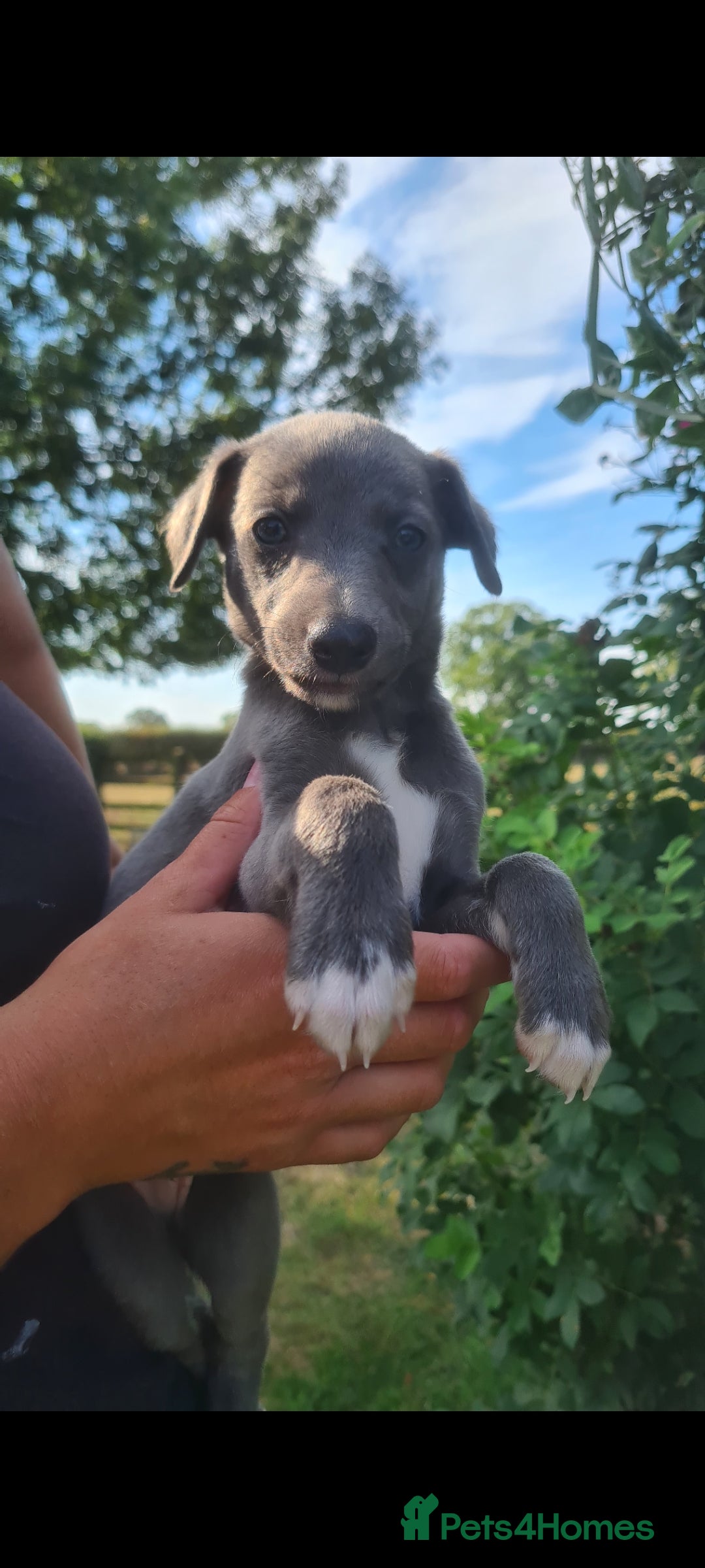 Whippet dogs for sale: Fantastic Whippet puppies - Image 6