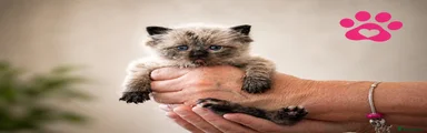 Ragdoll Kitten 6