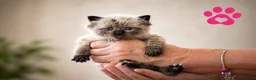 Ragdoll cats for sale: 9 beautiful ragdoll kittens  - Advert 7