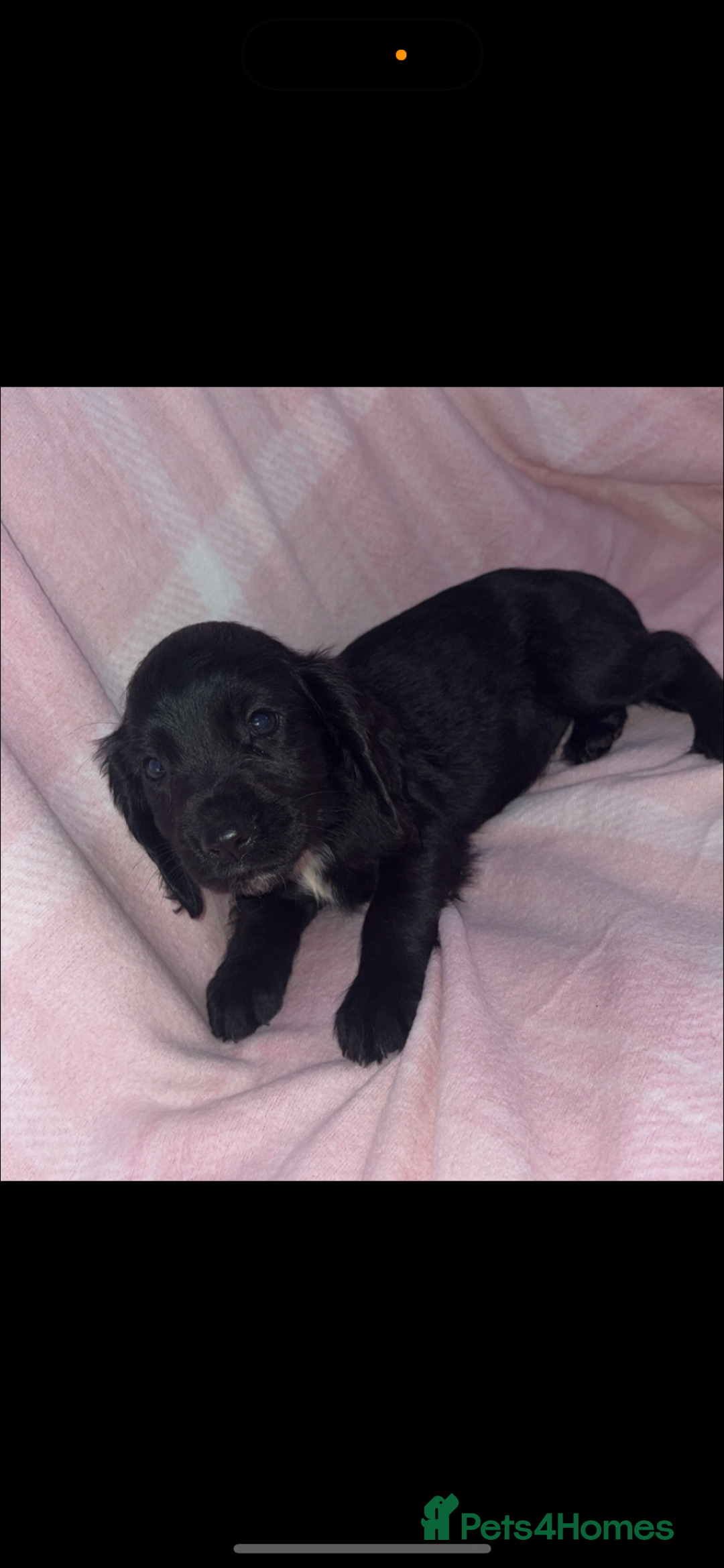 Cocker Spaniel dogs for sale: Ready to leave  - Image 11