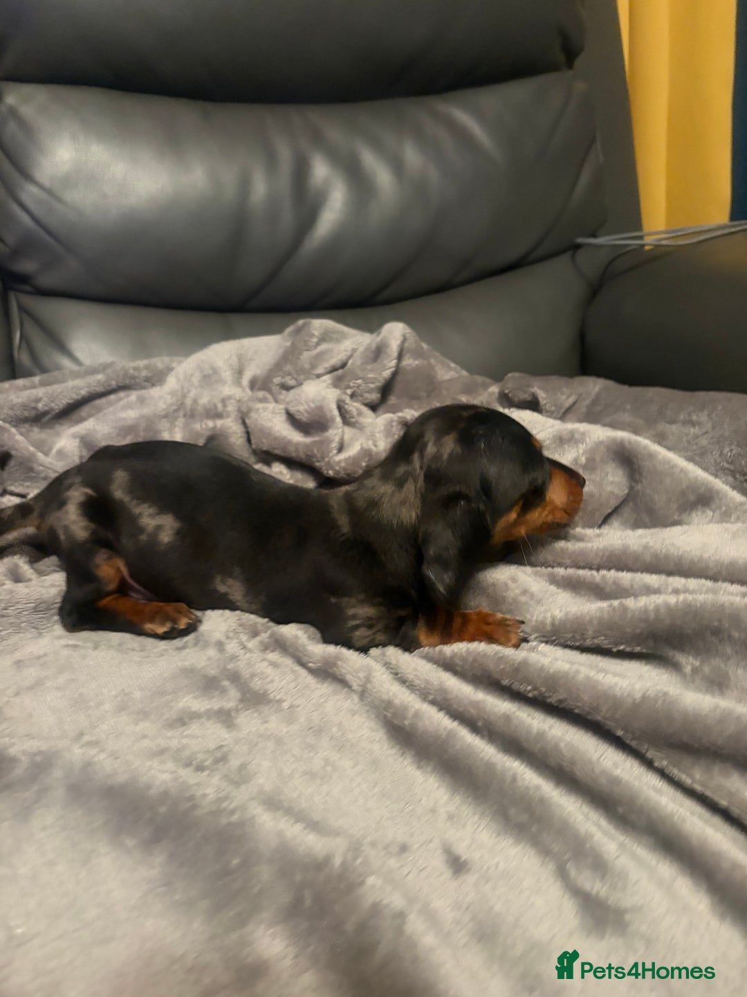 Miniature Dachshund dogs for sale: Miniature Dachshund - Advert 4