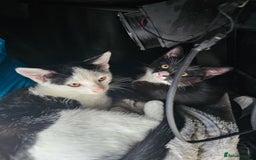 Domestic Shorthair cats for sale:  kitten  - Image 5