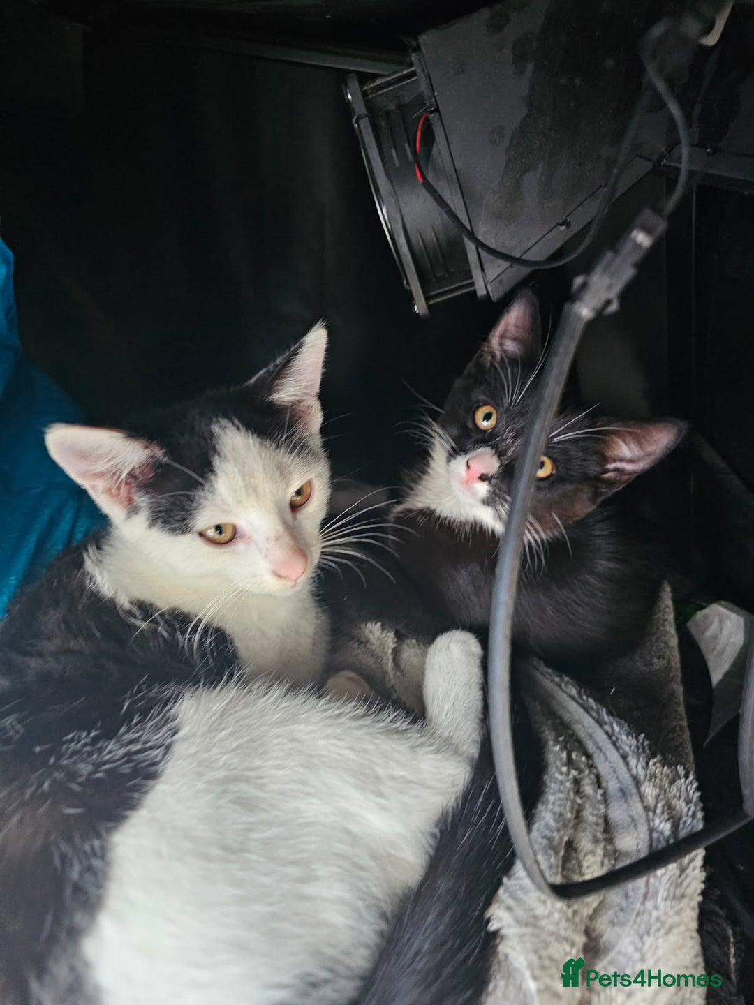 Domestic Shorthair cats for sale:  kitten  - Image 5