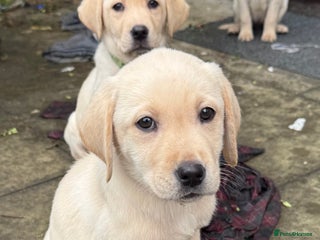 Labrador Retriever dogs - Advert 8