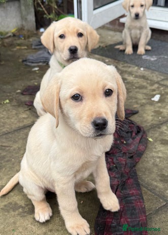 Labrador Retriever dogs - Advert 13