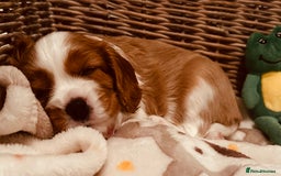 Cavalier King Charles Spaniel dogs for sale: Cavalier puppies (mam is a therapy dog) - Image 9