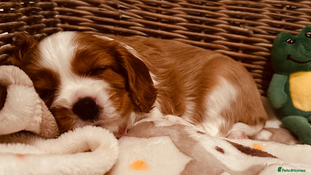 Cavalier King Charles Spaniel dogs for sale: Cavalier puppies (mam is a therapy dog) - Image 9