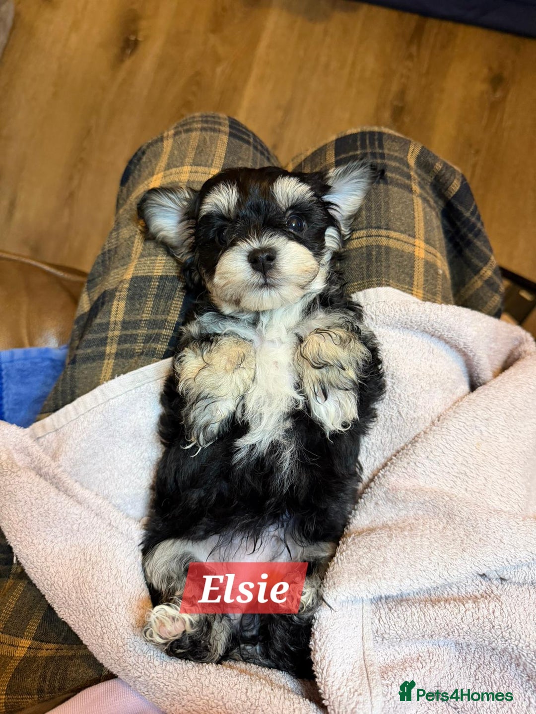 Maltipoo dogs for sale: Multipoo - Advert 35