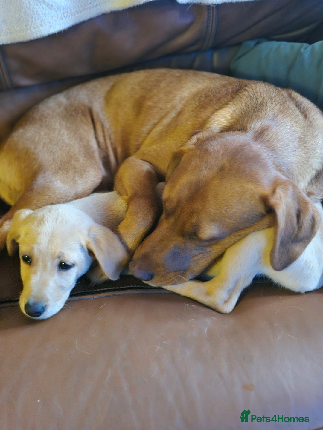 Labrador Retriever dogs for sale: Fox red labrador  - Advert 4