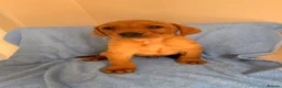Labrador Retriever dogs for sale: 7 red fox Labrador puppies  - Advert 1