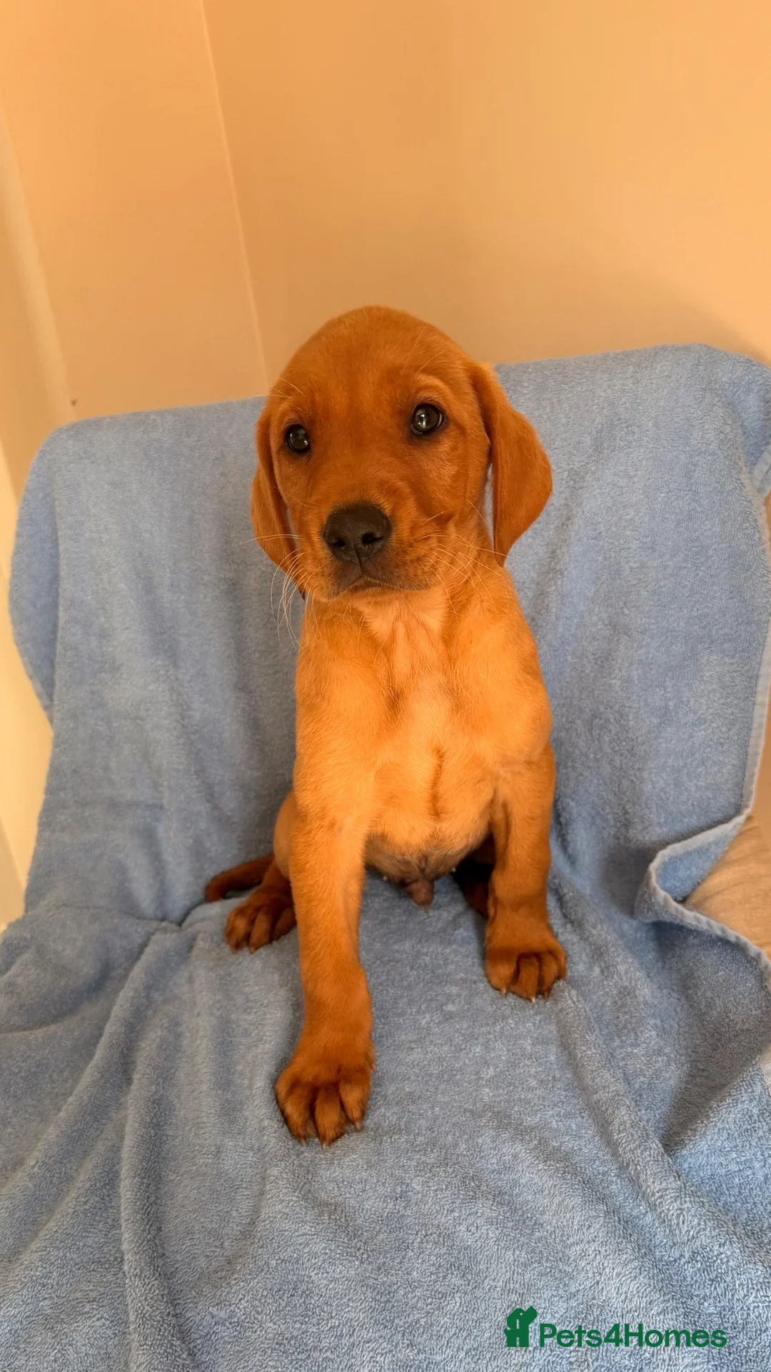 Labrador Retriever dogs for sale: 7 red fox Labrador puppies  - Advert 1