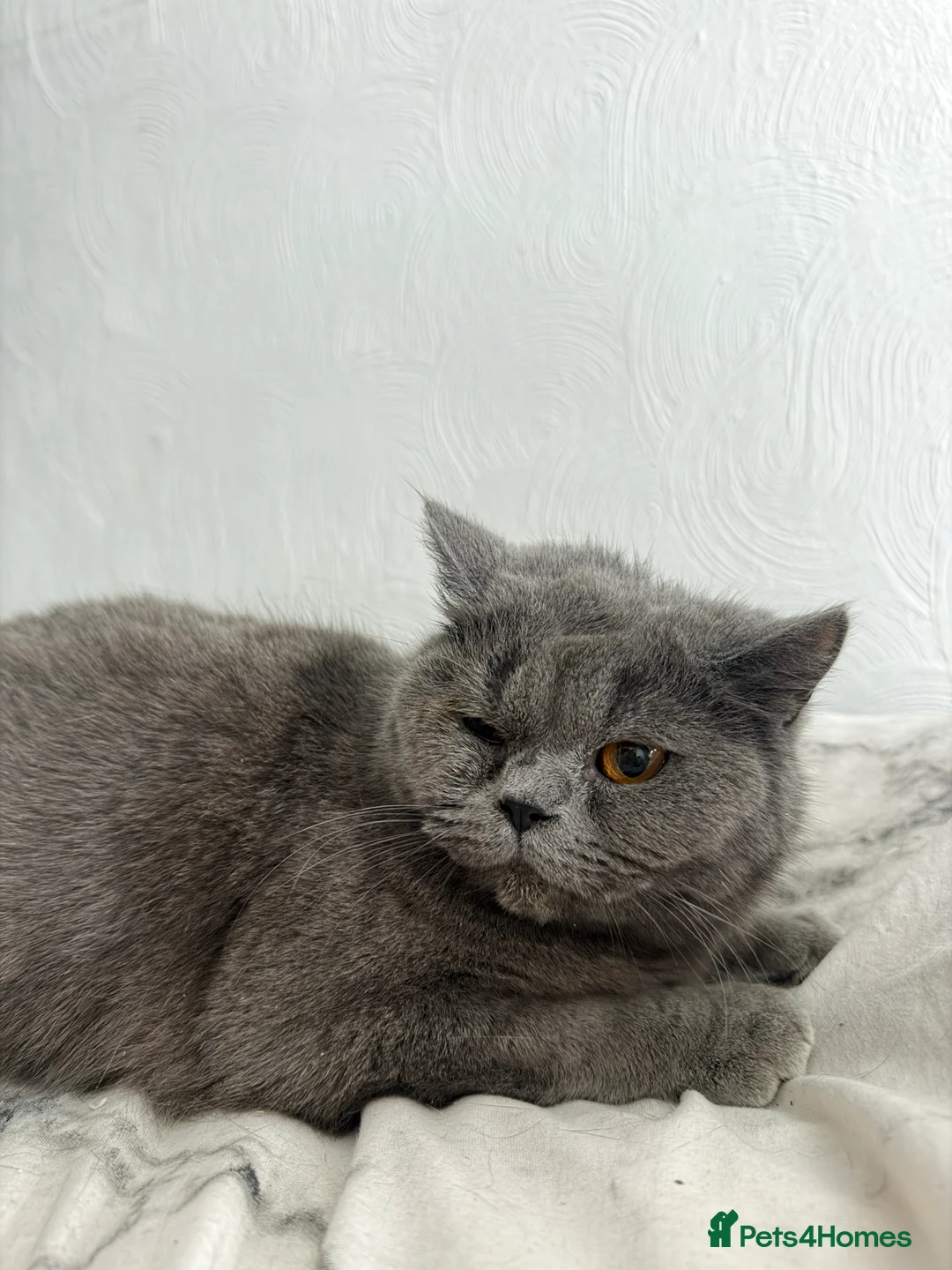 Mixed Breed cats for sale: Beautiful grey girl in need of a new home. - Advert 3