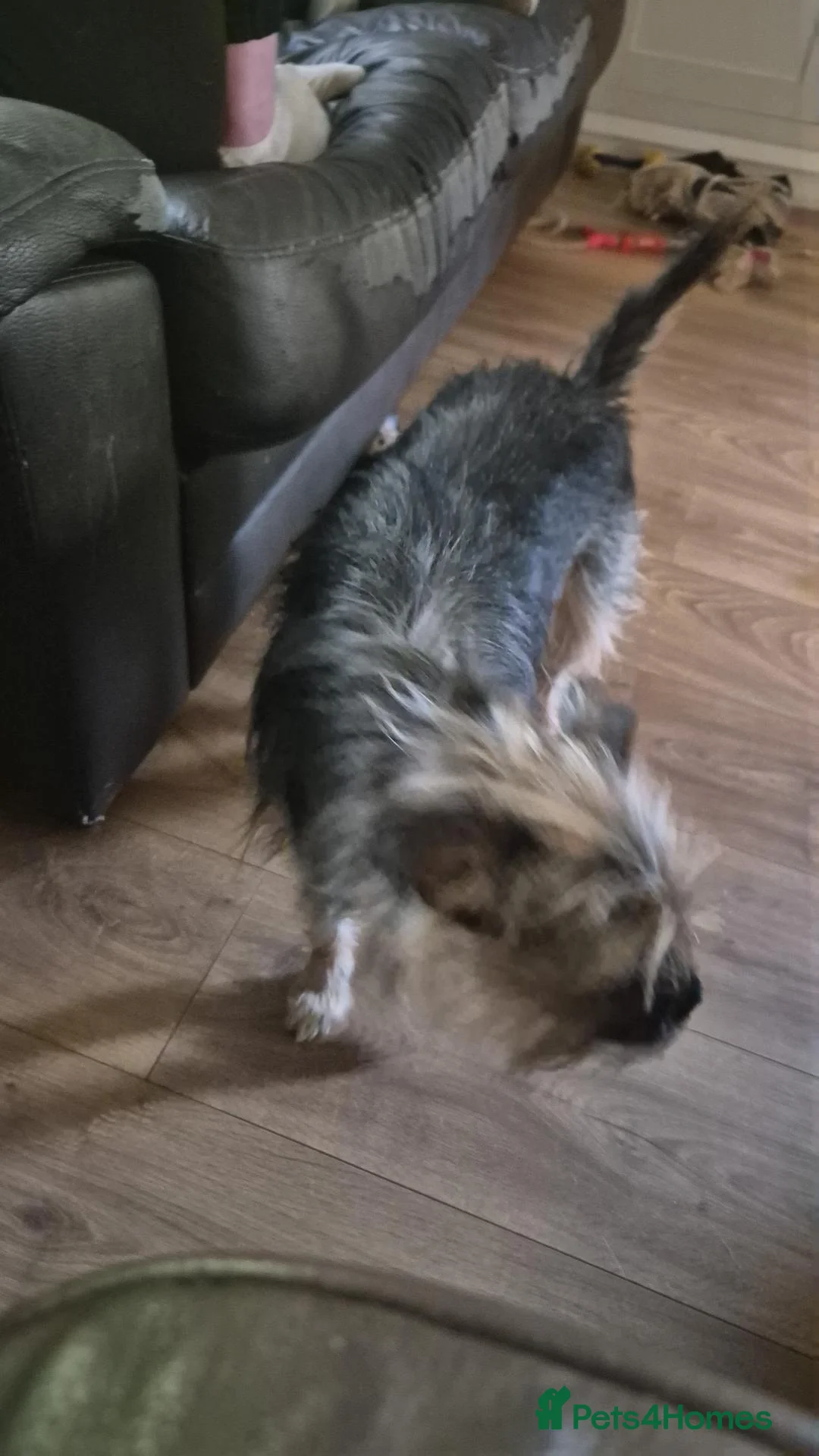 Mixed Breed dogs for sale: Female yorkie cross - Advert 2