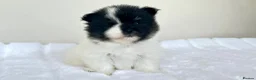 Pomeranian dogs for sale: KC Reg Pomeranians🐾Rare Colours🐾Licensed Breeder - Advert 10