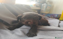 Cocker Spaniel dogs for sale: 7 beautiful cocker spaniels  - Image 18