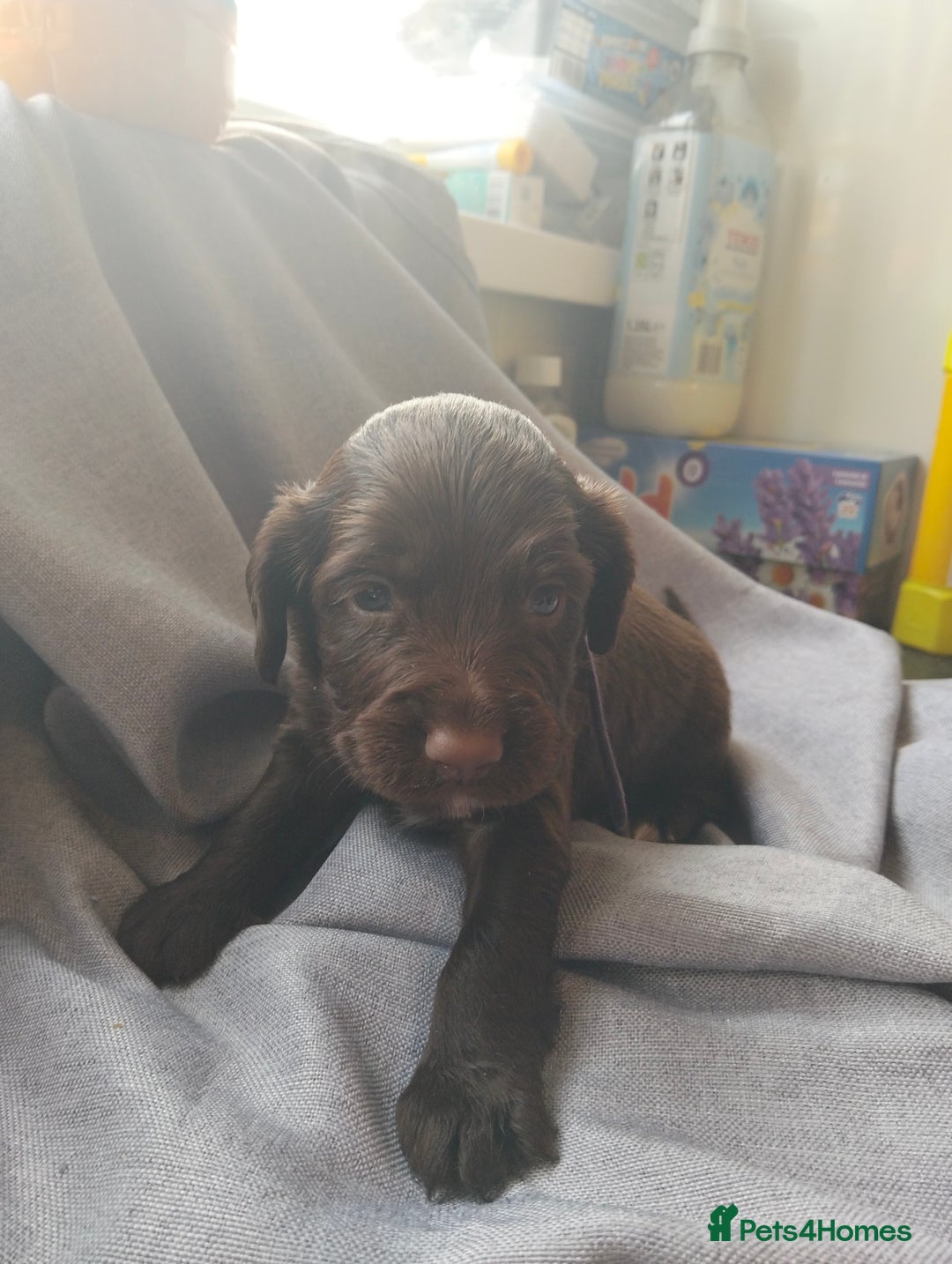 Cocker Spaniel dogs for sale: 7 beautiful cocker spaniels  - Image 18