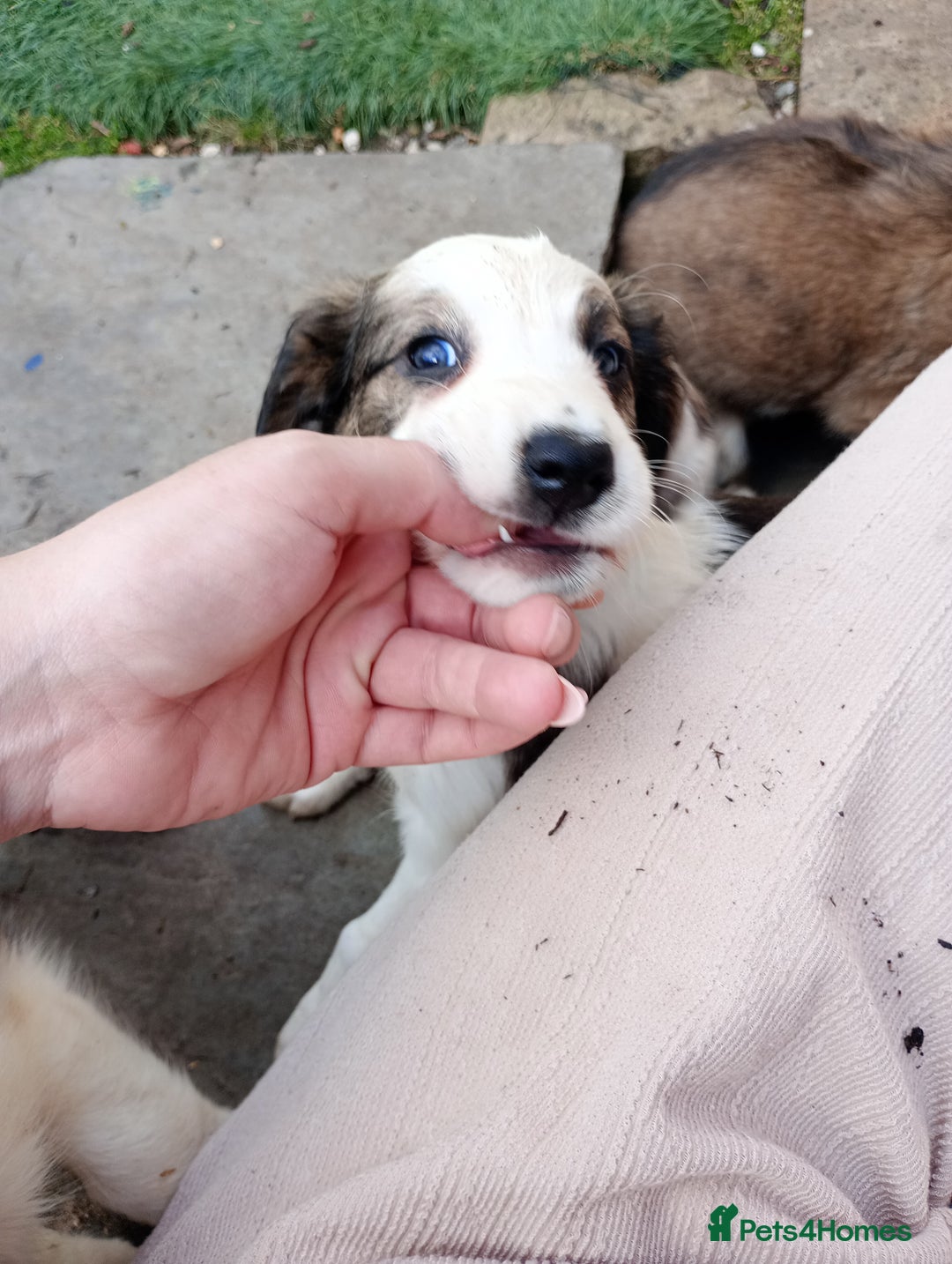 Mixed Breed dogs for sale: Beautiful Cocker X Collie Pups  - Image 31