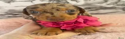 Miniature Dachshund dogs for sale: Exceptional Miniature Dachshund Puppies in Oxford - Advert 9