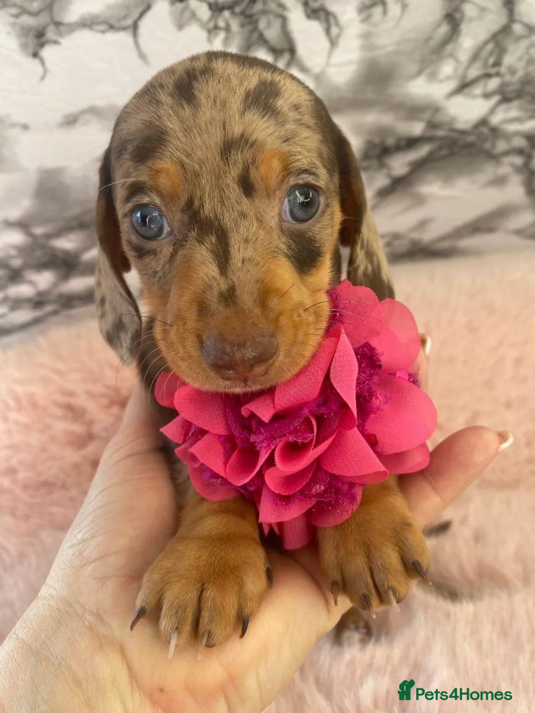 Miniature Dachshund dogs for sale: Exceptional Miniature Dachshund Puppies in Oxford - Advert 9