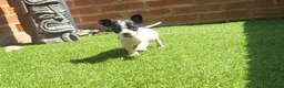 Jack Russell dogs for sale: Ready for their forever families  - Advert 5