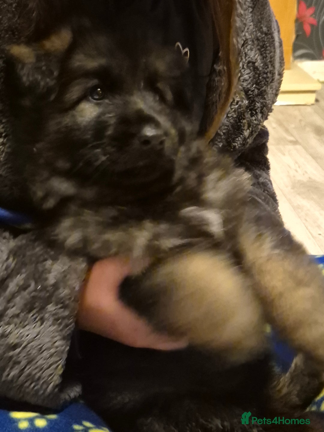 German Shepherd dogs for sale: German shepherd  - Advert 31