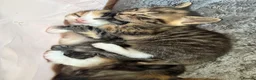Mixed Breed cats for sale: Beautiful bengal / mixed breed kittens  in Harlow - Advert 7