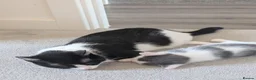 Domestic Shorthair cats for sale: Short haired domestic kittens in Exeter - Advert 7