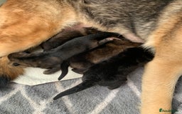 German Shepherd dogs for sale: German Shepherd puppies - Advert 4
