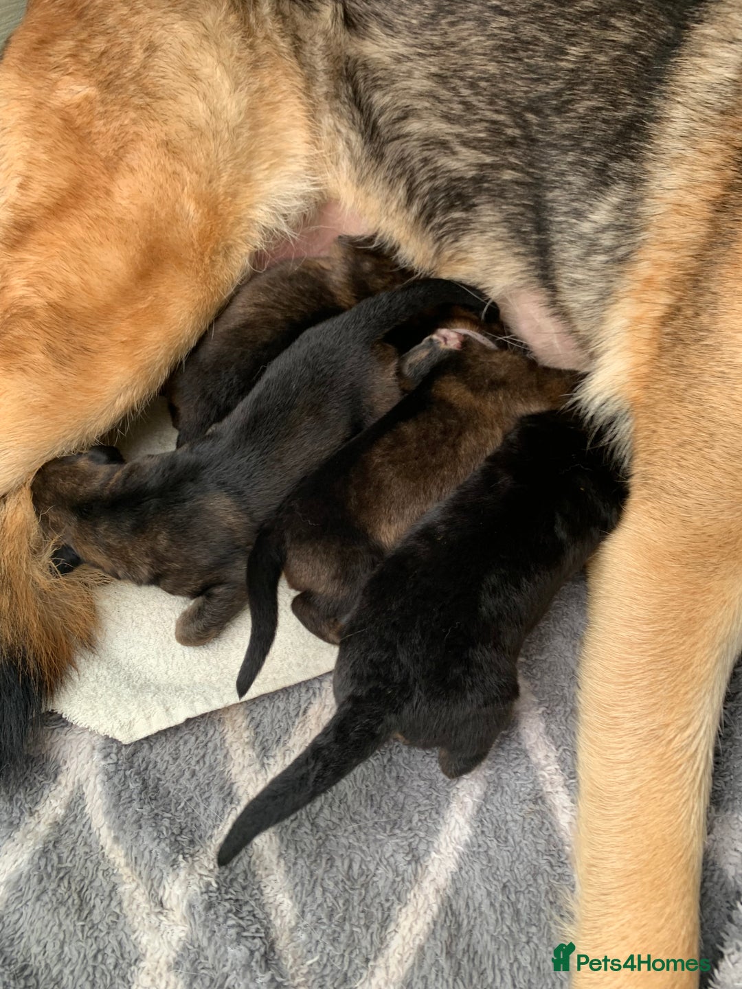 German Shepherd dogs for sale: German Shepherd puppies - Advert 4