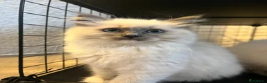 Ragdoll 1 (Stripes)