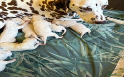 Dalmatian dogs for sale: Gorgeous chunky healthy Dalmatian puppies  - Image 11